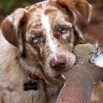 cane da caccia che riporta un peluche