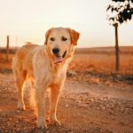un cane in piedi su una strada al tramonto