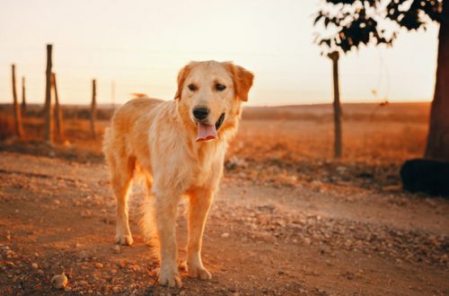 Yulin Festival: in Cina si celebra il consumo di carne di cane thumb