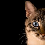 Gatto con la congiuntivite che guarda fisso l'obbiettivo