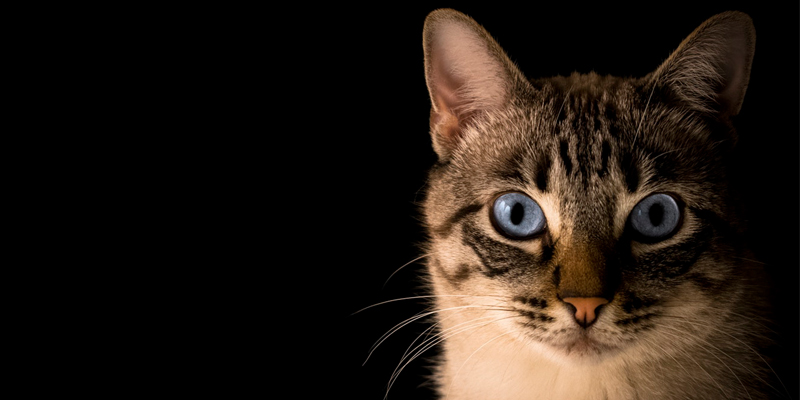 Congiuntivite del gatto: quali sono i rimedi migliori? cover