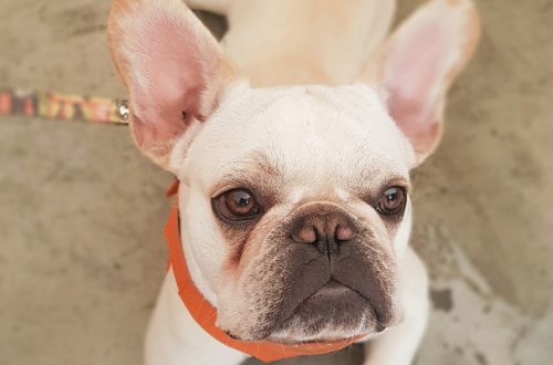 Lacrimazione eccessiva nel cane: come curarla thumb