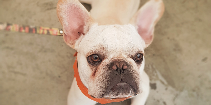 Lacrimazione eccessiva nel cane: come curarla cover