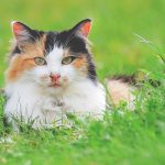 un gatto tricolore disteso sul prato