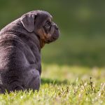 cane seduto di schiena sul prato