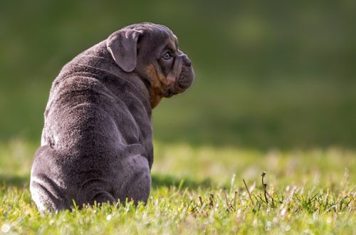 Infiammazione delle ghiandole perianali del cane: cosa fare e come evitarla thumb