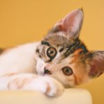 Gatto steso con orecchie grandi