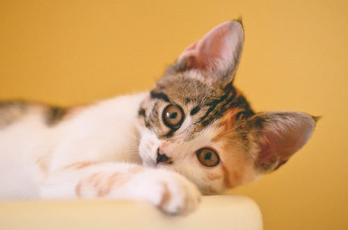 Come prendersi cura delle orecchie del gatto thumb