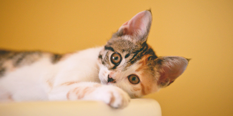 Come prendersi cura delle orecchie del gatto cover
