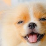 Cane piccolo che starnutisce