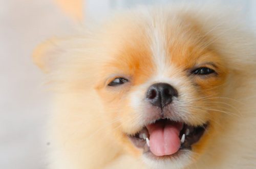 Lo starnuto inverso nel cane: cos’è e come comportarsi thumb