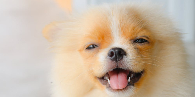 Lo starnuto inverso nel cane: cos’è e come comportarsi cover