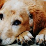 cane triste e malato con la tosse