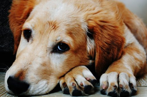 Cosa fare se il cane non smette di tossire thumb