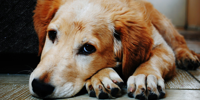 Cosa fare se il cane non smette di tossire cover
