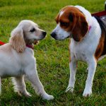 cani-incontrano-parco-interagiscono-guinzaglio