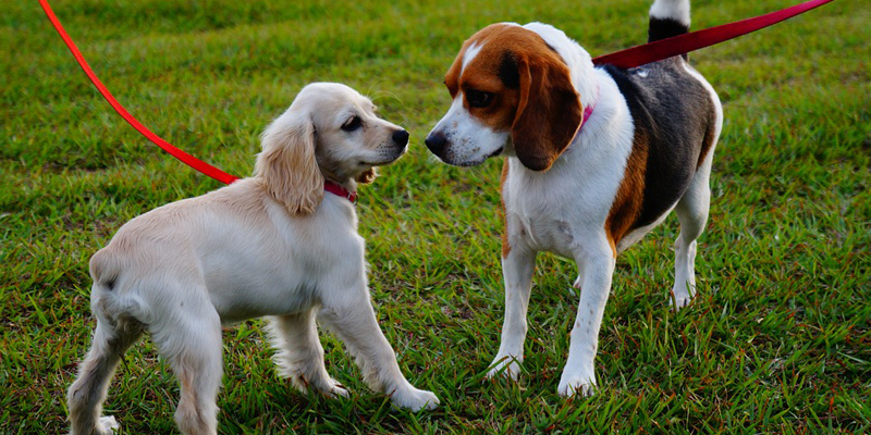La corretta interazione tra cani al guinzaglio cover