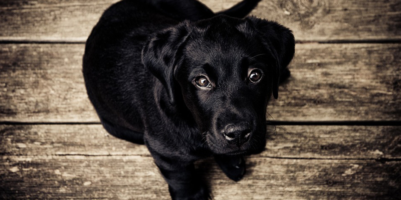 Perché il cane trema? Tutte le cause cover