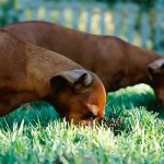cane con coprofagia che mangia delle feci dal giardino