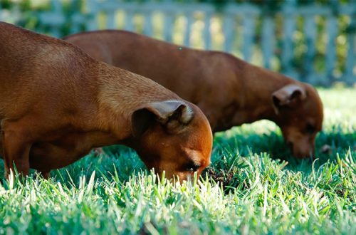 La coprofagia del cane: cosa fare se Fido mangia le feci thumb
