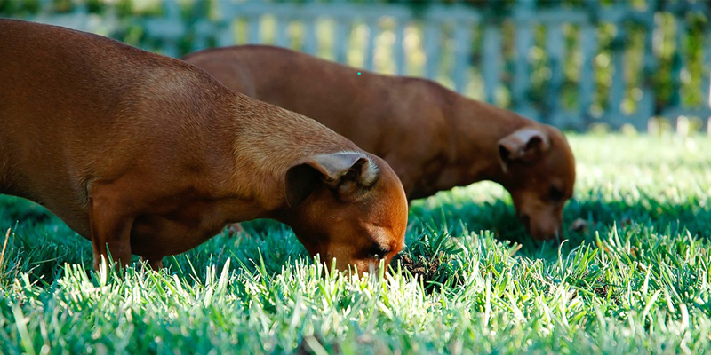 La coprofagia del cane: cosa fare se Fido mangia le feci cover