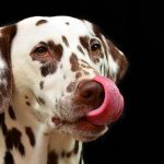 cane dalmata si lecca il muso