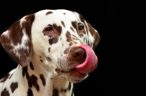 Come scegliere le crocchette migliori per il cane thumb