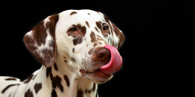 Come scegliere le crocchette migliori per il cane cover