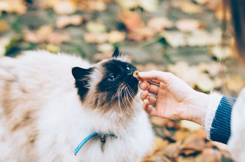Come fare mangiare il gatto che rifiuta il cibo? thumb