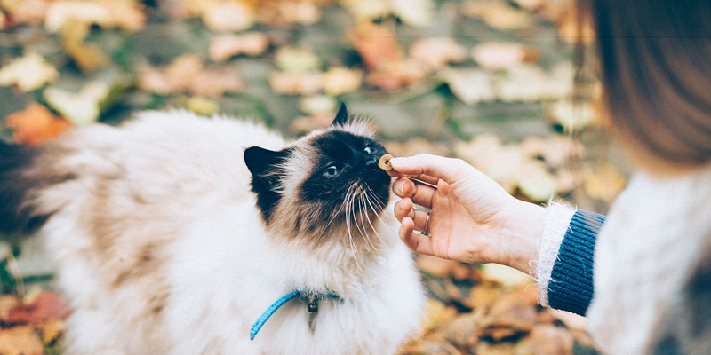 Come fare mangiare il gatto che rifiuta il cibo? cover