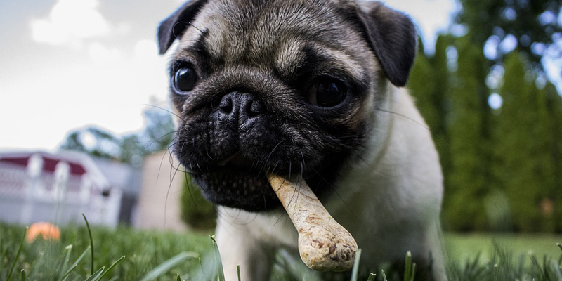 Cosa si intende per Human Grade negli alimenti per animali? cover