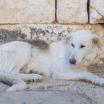 malattie del cane