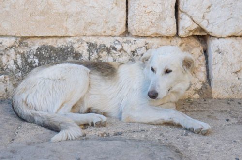 Malattie del cane: quali sono contagiose per l’uomo? thumb