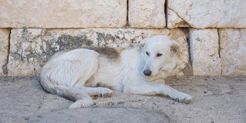 Malattie del cane: quali sono contagiose per l’uomo? cover