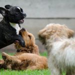cani cuccioli che giocano