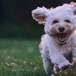 Cane che risponde al richiamo e corre