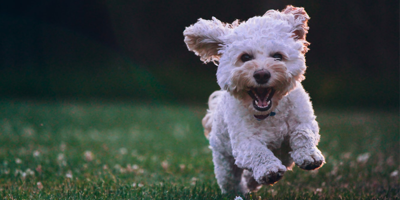Perché il cane non risponde al richiamo? cover
