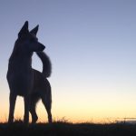 Cane Luna di Chiara Olivucci