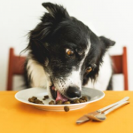Il cane che ha sempre fame mangia le crocchette su un piatto sopra al tavolo