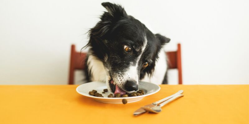 Perché il cane ha sempre fame? cover