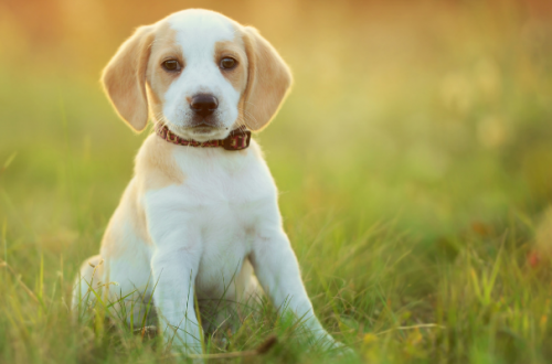 Come abituare il cane al trasportino thumb