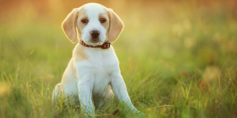 Come abituare il cane al trasportino cover