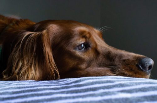 Diarrea nel cane? Ecco alcune possibili cause thumb