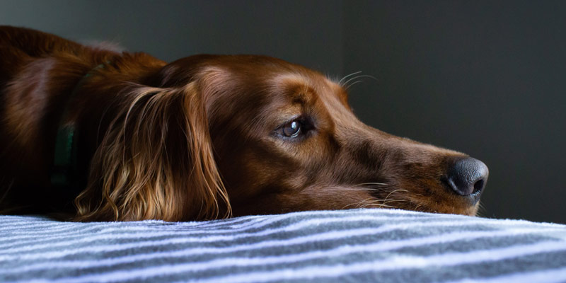 Diarrea nel cane? Ecco alcune possibili cause cover