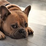 un cane preoccupato disteso sul pavimento per primo soccorso