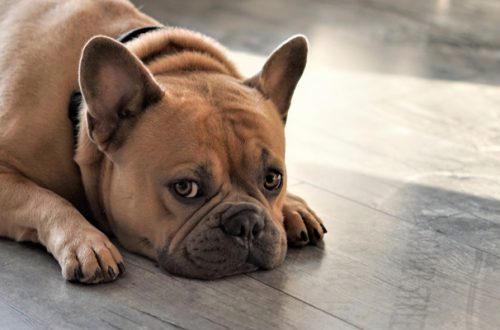 Primo soccorso nel cane: cosa fare se Fido non sta bene? thumb