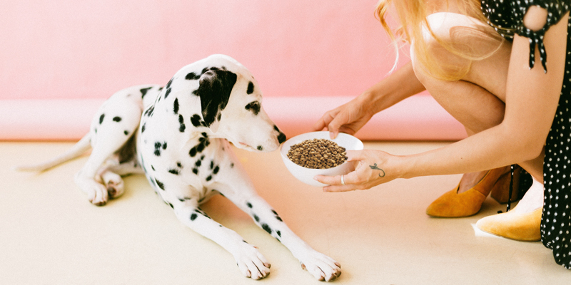 Inappetenza estiva nel cane: cosa fare? cover