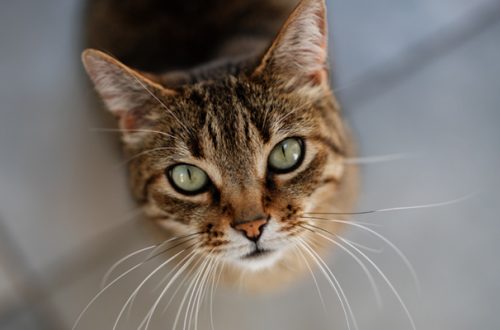 Cristalli nelle urine del gatto: come trattarli e come prevenirli thumb