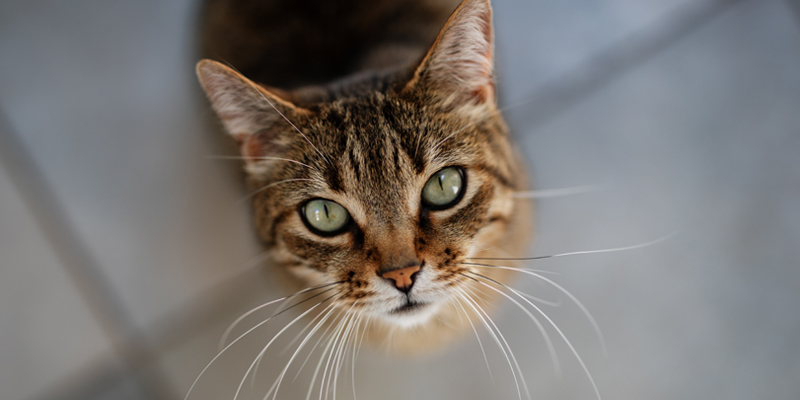 Cristalli nelle urine del gatto: come trattarli e come prevenirli cover
