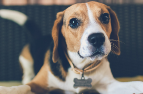 Sospetto di allergie e intolleranze alimentari nel cane thumb